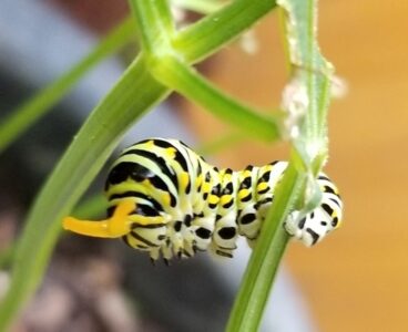 Gradually Growing a Butterfly Garden (while Finding a Community) Image